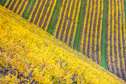 Autumn landscape in the vineyards of the Jura. Sloping vineyard and yellow leaves.