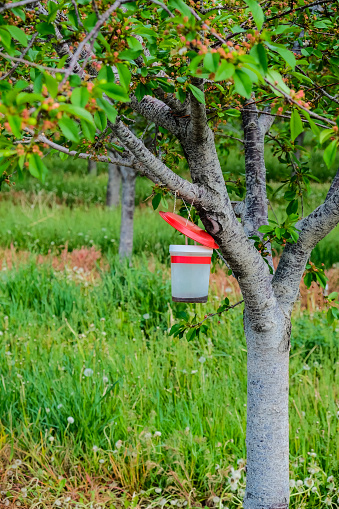Wasp trap hanging on a tree in a fruit orchard