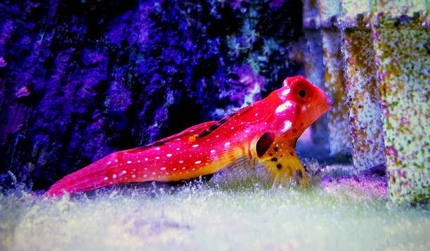 Ruby Fish Philippines 110+ Philippines Frog Amphibian Animal Stock Photos, Pictures & Royalty ...