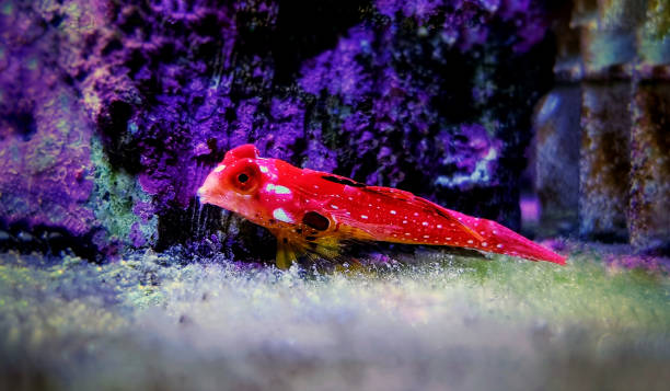 Ruby Fish Philippines 110+ Philippines Frog Amphibian Animal Stock Photos, Pictures & Royalty ...
