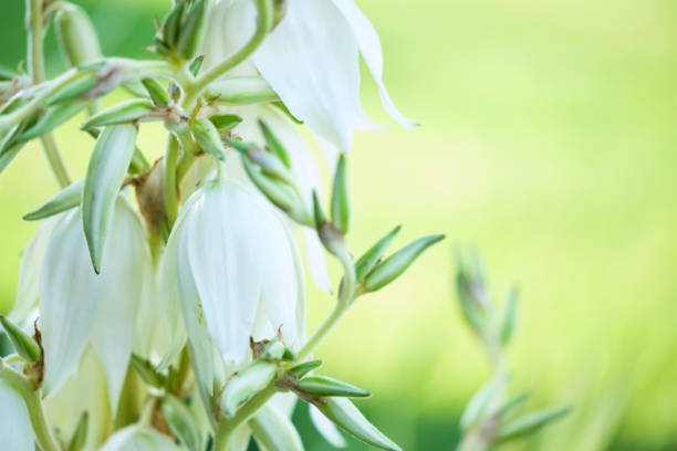 Close up of summer hyacinth (galtonia candicans) flowers in bloom