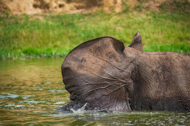 istock African elephants (Loxodonta africana) bathing in the river Nile, Ugana 1163177729