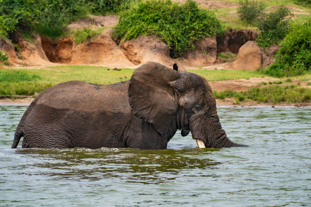 Herd of African elephants drinking and crossing a river at the Samburu national park in Kenya
