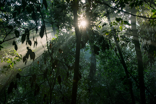 Sun beams of the morning sun in the tropical dense rainforest of East/Central Africa. Kibale Forest, Uganda.
