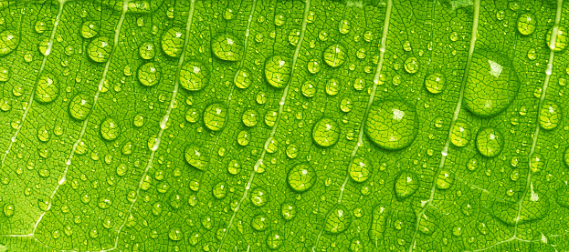 Close up rain drops on green leaf, water and Panorama water and nature background concept