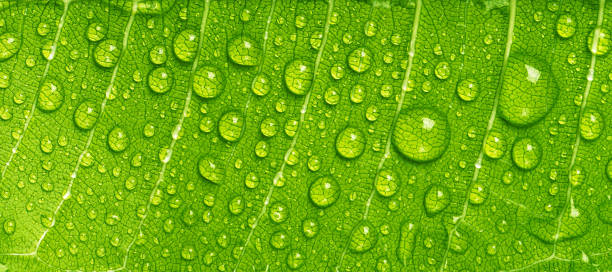 Photo of Close up rain drops on green leaf