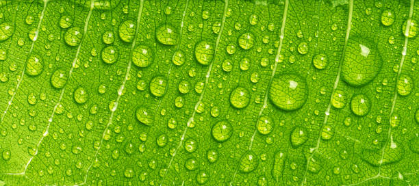 Close up rain drops on green leaf stock photo