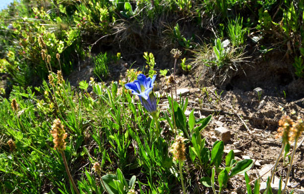 Stemless gentian (Gentiana acaulis) is mountain blue flower growing in the Alps. Gentiana acaulis, the stemless gentian, or trumpet gentian, is a species of flowering plant in the family Gentianaceae, native to central and southern Europe, from Spain east to the Balkans, growing especially in mountainous regions, such as the Alps and Pyrenees. enzian stock pictures, royalty-free photos & images