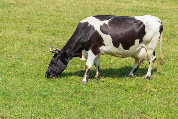 istock grazing cow filmed on a Sunny summer day 1163179785