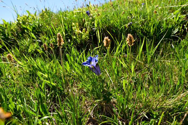 Stemless gentian (Gentiana acaulis) is mountain blue flower growing in the Alps. Gentiana acaulis, the stemless gentian, or trumpet gentian, is a species of flowering plant in the family Gentianaceae, native to central and southern Europe, from Spain east to the Balkans, growing especially in mountainous regions, such as the Alps and Pyrenees. enzian stock pictures, royalty-free photos & images