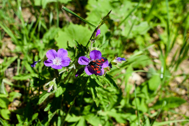 The six-spot burnet (Zygaena filipendulae) is a day-flying moth of the family Zygaenidae.