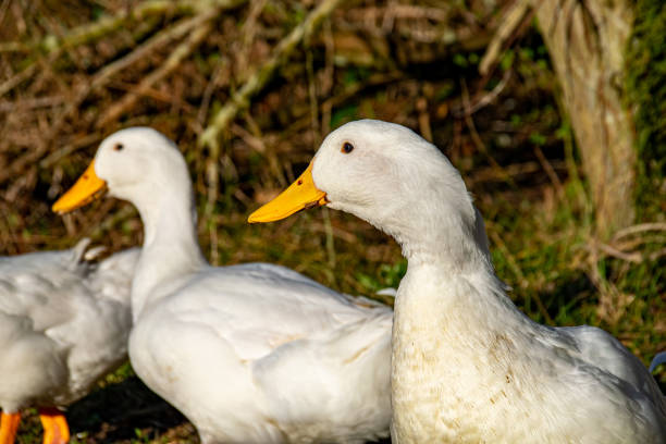 istock Aylesbury (also known as Long Island, American Pekin or Pekin) ducks searching for food 1163181148