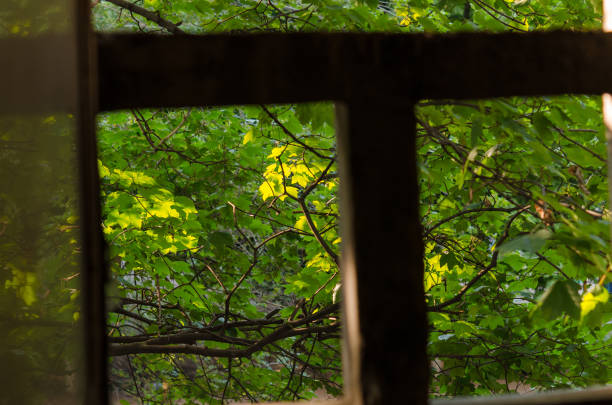 Heavy green foliage on trees with, lit by the sun. Nature background. Branches of green leaves.