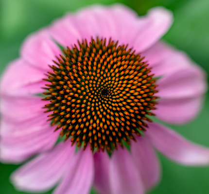 The center of a cosmos flower up close.