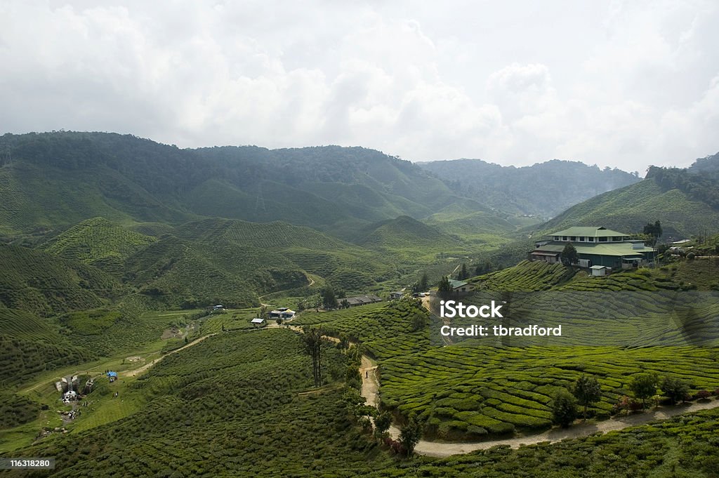 Piantagione di tè - Foto stock royalty-free di Agricoltura