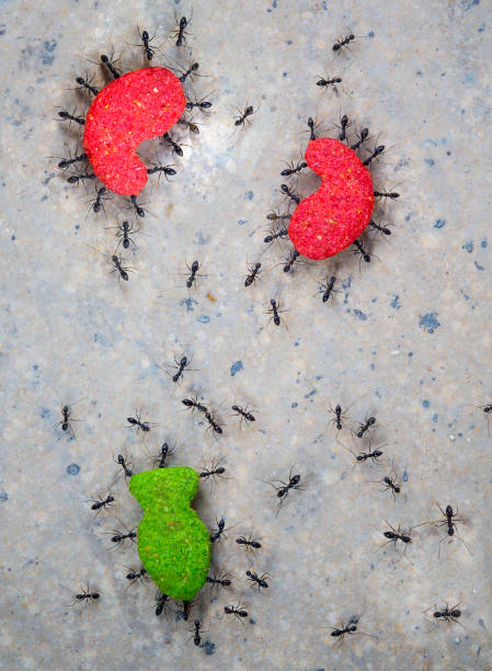 formiche che trasportano cibo - determination ant strength effort foto e immagini stock