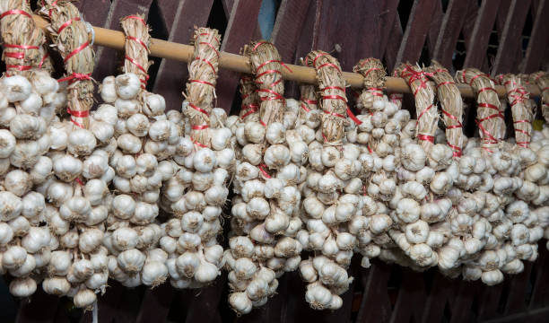 colgar el ajo al secarse - garlic hanging string vegetable fotografías e imágenes de stock