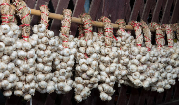 висячий чеснок при сушке - garlic hanging string vegetable стоковые фото и изображения