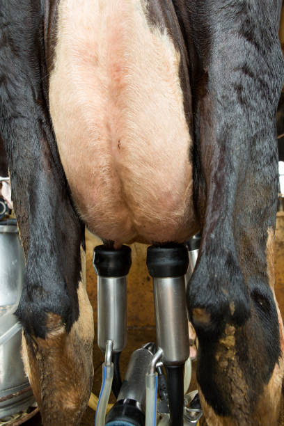 istock Cow milking facility and mechanized milking equipment 1163184352