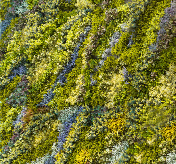 istock The Green Creeper Plant on a Wall 1163184354