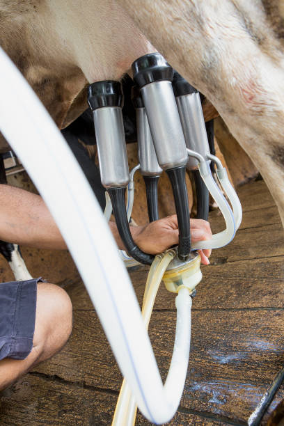 istock Cow milking facility and mechanized milking equipment 1163184503