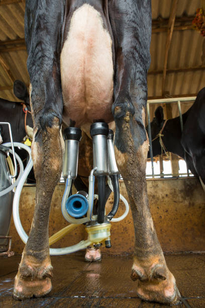 istock Cow milking facility and mechanized milking equipment 1163184546