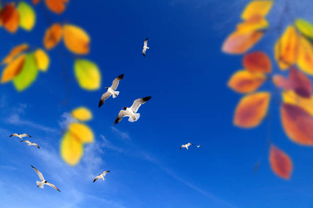 Defocused colorful autumn leaves with beautiful sunny blue sky and clouds with flying seagulls