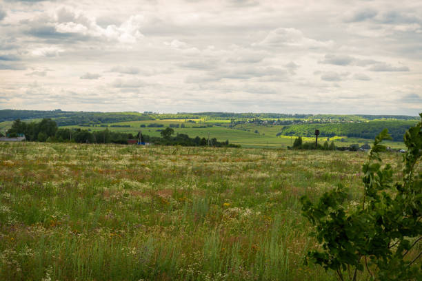 istock blooming uncultivated fields in Chuvashia,shot on a cloudy summer day 1163184881