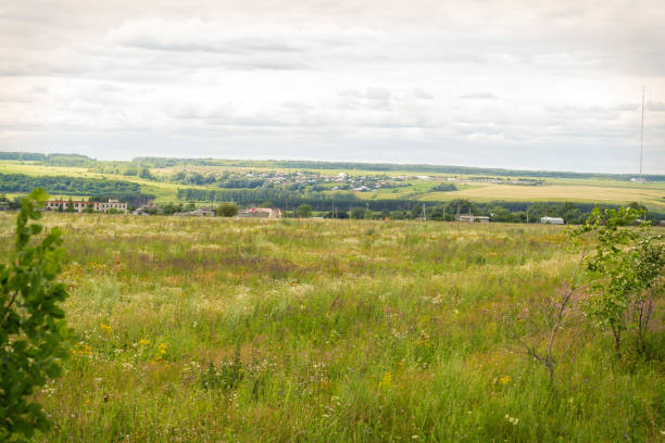 istock blooming uncultivated fields in Chuvashia,shot on a cloudy summer day 1163184906