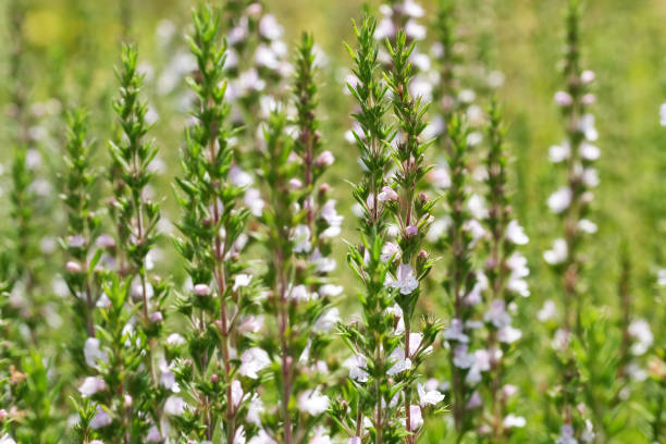 istock Savory garden spicy grass blooms 1163186233