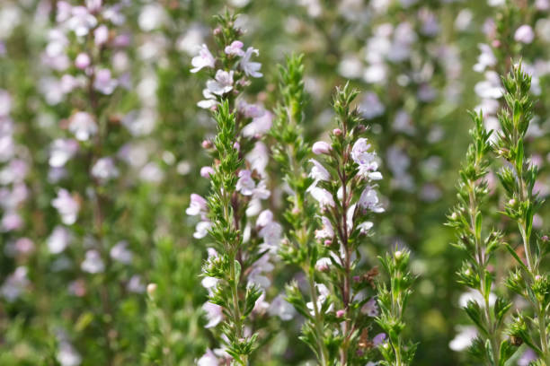 istock Savory garden spicy grass blooms 1163186298