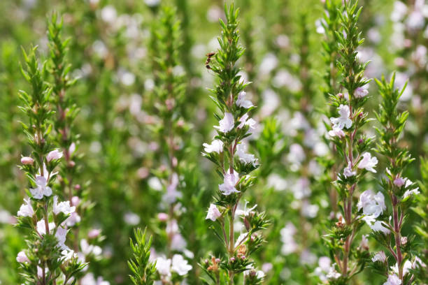 istock Savory garden spicy grass blooms 1163186299