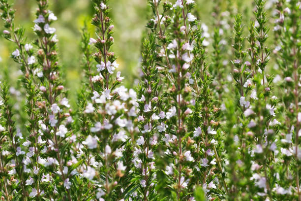 istock Savory garden spicy grass blooms 1163186300
