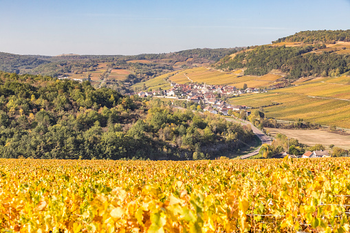 Autumn landscape in the Burgundy vineyards. Golden leaves.