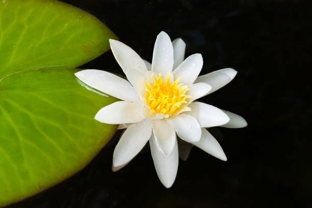 istock White water lily flower in dark pond 1163187661