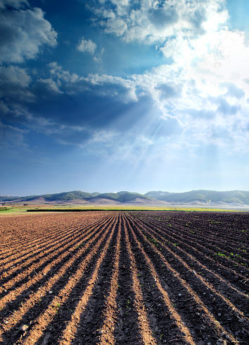 agricultural landscape of empty plowed field over sunny blue sky