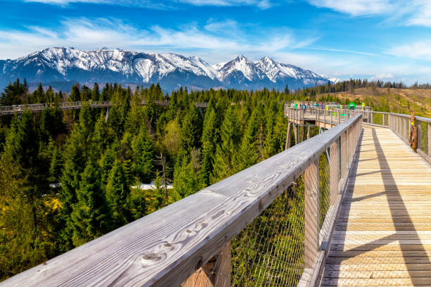 スロバキア、ズディアの木々の間を歩く道 - tatra national park ストックフォトと画像