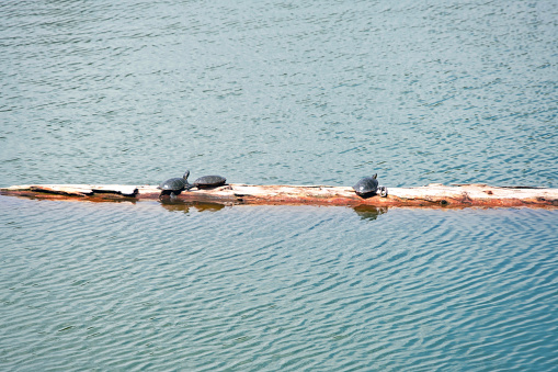 Painted turtles basking in the sun on Dorothy Lake in Invermere.