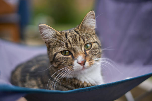 Relaxed Tabby Cat, Facing Camera stock photo