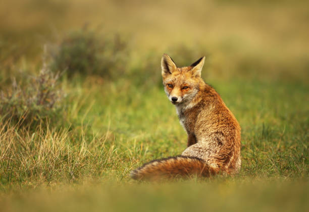 istock Close up of a red fox sitting in grass 1163191198