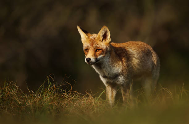istock Close-up of a Red fox standing in grass 1163191203