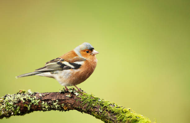 Common chaffinch perching on a mossy tree branch Close up of a common chaffinch (Fringilla coelebs) perching on a mossy tree branch, UK. male common chaffinch bird fringilla coelebs stock pictures, royalty-free photos & images