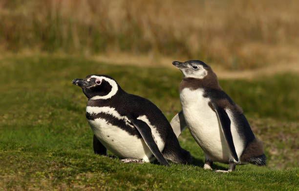 istock Magellanic penguin with a chick walking on grass 1163192101
