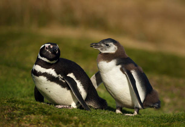 istock Magellanic penguin with a chick walking on grass 1163192242