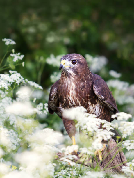 istock Common Buzzard in the meadow with white flowers 1163192422