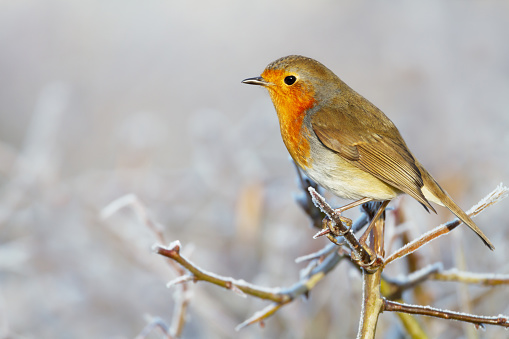A very close up portrait of a Robin perched on a tree branch. Focus is on the main subject leaving a nicely defocused background for lots of copy space.
