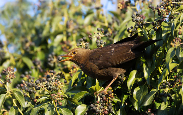 istock Common Blackbird female feeding on berries 1163192482