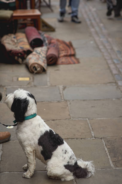 istock A small white and black dog on a leash on a pavement in central London. 1163192706