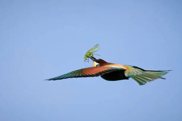 One bee-eater with a grasshopper in his beak flying in Gerolsheim, Germany