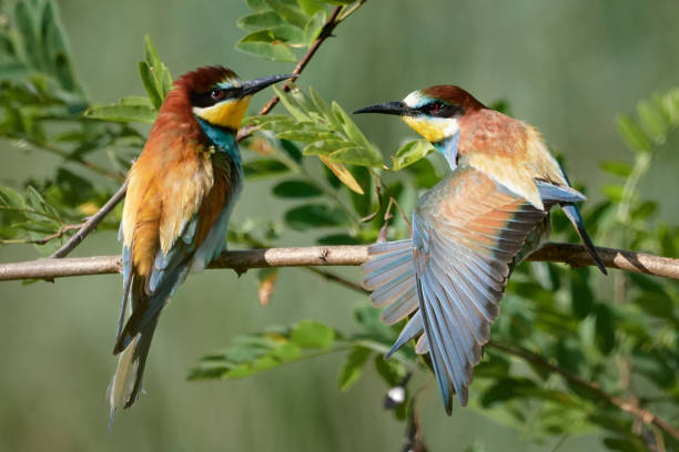 istock Two European bee-eaters in nature, Germany - Merops Apiaster 1163193455